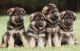 German Shepherd Puppies for sale in Bakersfield, VT, USA. price: NA