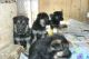 German Shepherd Puppies for sale in Idaho Falls, ID, USA. price: NA