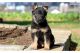 German Shepherd Puppies for sale in IL-59, Plainfield, IL, USA. price: $400