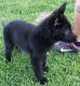 German Shepherd Puppies for sale in Converse, TX 78109, USA. price: NA