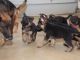 German Shepherd Puppies for sale in Marysville, WA, USA. price: $470