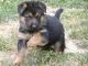 German Shepherd Puppies for sale in Marysville, WA, USA. price: $330
