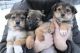 German Shepherd Puppies for sale in 34 Hamilton St, Albany, NY 12207, USA. price: $500