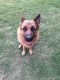 German Shepherd Puppies for sale in Irving, TX, USA. price: NA
