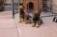 German Shepherd Puppies for sale in GA-85, Atlanta, GA, USA. price: NA