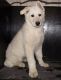 German Shepherd Puppies for sale in Green Bay, WI, USA. price: $650
