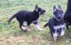 German Shepherd Puppies for sale in Baton Rouge, LA 70836, USA. price: NA
