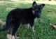 German Shepherd Puppies for sale in Brattleboro, VT 05301, USA. price: $600