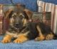 German Shepherd Puppies for sale in Burlington, VT, USA. price: NA