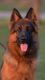 German Shepherd Puppies for sale in Cleburne, TX 76031, USA. price: NA