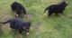 German Shepherd Puppies for sale in Utah County, UT, USA. price: NA