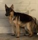 German Shepherd Puppies for sale in Stagecoach, TX 77355, USA. price: NA