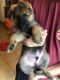 German Shepherd Puppies for sale in Hockley, TX 77447, USA. price: $500