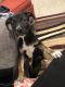 German Shepherd Puppies for sale in St Ann, MO, USA. price: NA