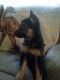 German Shepherd Puppies for sale in Otway, OH 45657, USA. price: NA