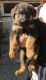 German Shepherd Puppies for sale in Elizabethtown, KY, USA. price: $1