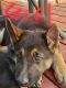 German Shepherd Puppies for sale in Bennett, CO 80102, USA. price: $600