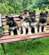 German Shepherd Puppies for sale in Everett, WA, USA. price: NA
