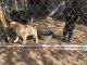 German Shepherd Puppies for sale in Janesville, CA 96114, USA. price: NA