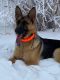 German Shepherd Puppies for sale in 1133 22nd Ave W, West Fargo, ND 58078, USA. price: $1,000