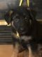 German Shepherd Puppies for sale in Tempe, AZ, USA. price: $700