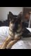 German Shepherd Puppies for sale in Fort Collins, CO 80524, USA. price: $300
