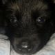 German Shepherd Puppies for sale in Hamden, CT, USA. price: $575