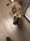 German Shepherd Puppies for sale in 9131 Avalon Gates, Trumbull, CT 06611, USA. price: NA