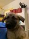 German Shepherd Puppies for sale in Snyder, TX 79549, USA. price: NA