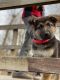 German Shepherd Puppies for sale in Danbury, CT, USA. price: NA