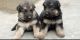 German Shepherd Puppies for sale in Harrisburg, PA, USA. price: $200