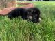 German Shepherd Puppies for sale in East Haven, CT, USA. price: $800