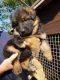 German Shepherd Puppies for sale in New York, NY 10012, USA. price: NA