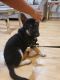 German Shepherd Puppies for sale in East Windsor, NJ, USA. price: NA