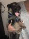 German Shepherd Puppies for sale in Spring, TX 77373, USA. price: NA