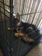 German Shepherd Puppies for sale in Spring, TX 77373, USA. price: NA