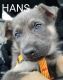 German Shepherd Puppies for sale in Milford, CT, USA. price: NA
