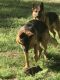 German Shepherd Puppies for sale in Pittsboro, NC 27312, USA. price: NA