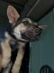 German Shepherd Puppies for sale in Odessa, TX, USA. price: NA