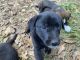 German Shepherd Puppies for sale in 827 S 2nd St, Conroe, TX 77301, USA. price: NA
