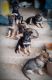 German Shepherd Puppies for sale in Bedias, TX 77831, USA. price: NA