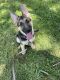 German Shepherd Puppies for sale in Clearwater, FL, USA. price: NA