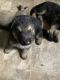 German Shepherd Puppies for sale in Wolverine, MI 49799, USA. price: NA