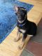 German Shepherd Puppies for sale in Nanuet, NY, USA. price: NA