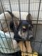 German Shepherd Puppies for sale in Irving, TX 75060, USA. price: NA