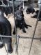 German Shepherd Puppies for sale in Baton Rouge, LA, USA. price: NA