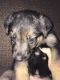 German Shepherd Puppies for sale in North Judson, IN 46366, USA. price: NA