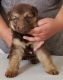 German Shepherd Puppies for sale in Winnemucca, NV 89445, USA. price: $1,600