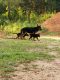 German Shepherd Puppies for sale in Tyler, TX, USA. price: NA
