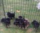 German Shepherd Puppies for sale in Joliet, IL, USA. price: $1,500
